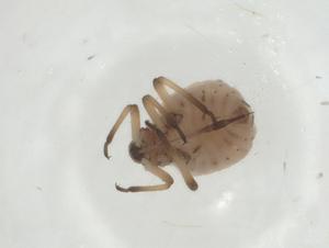  ( - CBG-A28509-B05)  @11 [ ] CreativeCommons - Attribution Share - Alike (2024) Centre for Biodiversity Genomics Centre for Biodiversity Genomics