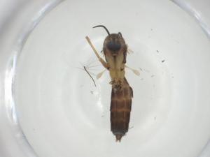  ( - CBG-A28509-C07)  @11 [ ] CreativeCommons - Attribution Share - Alike (2024) Centre for Biodiversity Genomics Centre for Biodiversity Genomics