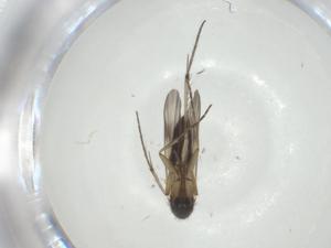  ( - CBG-A28509-E11)  @11 [ ] CreativeCommons - Attribution Share - Alike (2024) Centre for Biodiversity Genomics Centre for Biodiversity Genomics