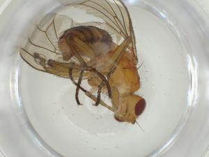  ( - CBG-A28512-B07)  @11 [ ] CreativeCommons - Attribution Share - Alike (2024) Centre for Biodiversity Genomics Centre for Biodiversity Genomics