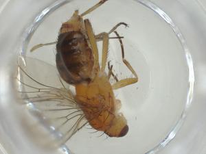  ( - CBG-A28512-C08)  @11 [ ] CreativeCommons - Attribution Share - Alike (2024) Centre for Biodiversity Genomics Centre for Biodiversity Genomics