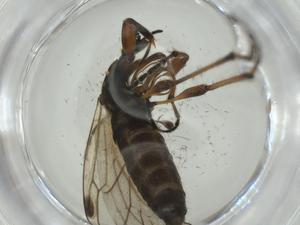  ( - CBG-A28512-D07)  @11 [ ] CreativeCommons - Attribution Share - Alike (2024) Centre for Biodiversity Genomics Centre for Biodiversity Genomics