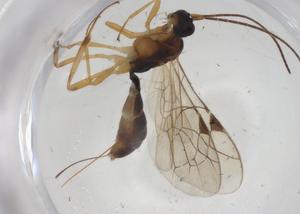  ( - CBG-A28514-C11)  @11 [ ] CreativeCommons - Attribution Share - Alike (2024) Centre for Biodiversity Genomics Centre for Biodiversity Genomics