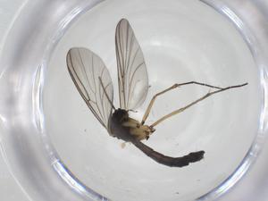  ( - CBG-A28514-F11)  @11 [ ] CreativeCommons - Attribution Share - Alike (2024) Centre for Biodiversity Genomics Centre for Biodiversity Genomics