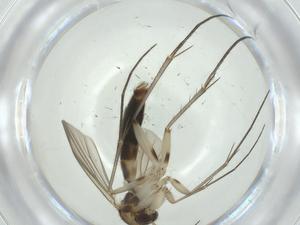  ( - CBG-A28515-F03)  @11 [ ] CreativeCommons - Attribution Share - Alike (2024) Centre for Biodiversity Genomics Centre for Biodiversity Genomics