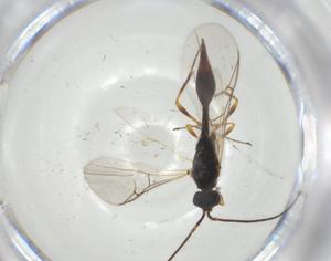  ( - CBG-A28516-G08)  @11 [ ] CreativeCommons - Attribution Share - Alike (2024) Centre for Biodiversity Genomics Centre for Biodiversity Genomics