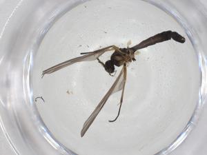  ( - CBG-A28517-E03)  @11 [ ] CreativeCommons - Attribution Share - Alike (2024) Centre for Biodiversity Genomics Centre for Biodiversity Genomics