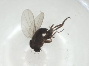  ( - CBG-A28520-B02)  @11 [ ] CreativeCommons - Attribution Share - Alike (2024) Centre for Biodiversity Genomics Centre for Biodiversity Genomics