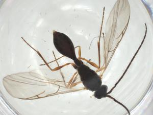  ( - CBG-A28520-G12)  @11 [ ] CreativeCommons - Attribution Share - Alike (2024) Centre for Biodiversity Genomics Centre for Biodiversity Genomics