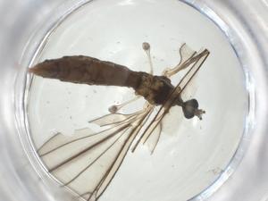  ( - CBG-A28520-H08)  @11 [ ] CreativeCommons - Attribution Share - Alike (2024) Centre for Biodiversity Genomics Centre for Biodiversity Genomics