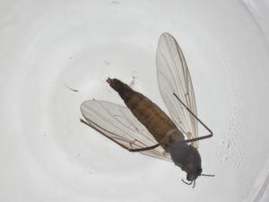  ( - CBG-A28521-B09)  @11 [ ] CreativeCommons - Attribution Share - Alike (2024) Centre for Biodiversity Genomics Centre for Biodiversity Genomics