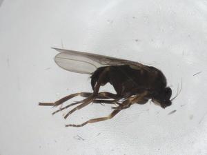  ( - CBG-A28521-E11)  @11 [ ] CreativeCommons - Attribution Share - Alike (2024) Centre for Biodiversity Genomics Centre for Biodiversity Genomics