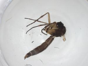  ( - CBG-A28521-F12)  @11 [ ] CreativeCommons - Attribution Share - Alike (2024) Centre for Biodiversity Genomics Centre for Biodiversity Genomics