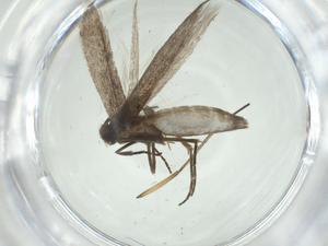  ( - CBG-A28522-G12)  @11 [ ] CreativeCommons - Attribution Share - Alike (2024) Centre for Biodiversity Genomics Centre for Biodiversity Genomics