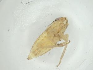  ( - CBG-A28524-E03)  @11 [ ] CreativeCommons - Attribution Share - Alike (2024) Centre for Biodiversity Genomics Centre for Biodiversity Genomics