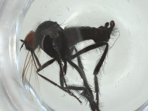  ( - CBG-A28527-E03)  @11 [ ] CreativeCommons - Attribution Share - Alike (2024) Centre for Biodiversity Genomics Centre for Biodiversity Genomics