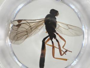  ( - CBG-A28530-D02)  @11 [ ] CreativeCommons - Attribution Share - Alike (2024) Centre for Biodiversity Genomics Centre for Biodiversity Genomics