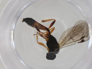  ( - CBG-A28531-B03)  @11 [ ] CreativeCommons - Attribution Share - Alike (2024) Centre for Biodiversity Genomics Centre for Biodiversity Genomics