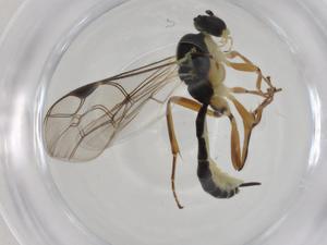  ( - CBG-A28531-B08)  @11 [ ] CreativeCommons - Attribution Share - Alike (2024) Centre for Biodiversity Genomics Centre for Biodiversity Genomics