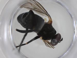  ( - CBG-A28531-D04)  @11 [ ] CreativeCommons - Attribution Share - Alike (2024) Centre for Biodiversity Genomics Centre for Biodiversity Genomics