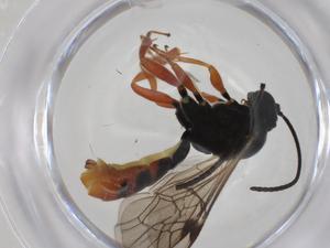  ( - CBG-A28531-E05)  @11 [ ] CreativeCommons - Attribution Share - Alike (2024) Centre for Biodiversity Genomics Centre for Biodiversity Genomics