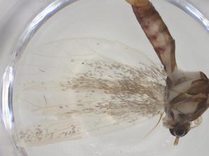  ( - CBG-A28531-G06)  @11 [ ] CreativeCommons - Attribution Share - Alike (2024) Centre for Biodiversity Genomics Centre for Biodiversity Genomics