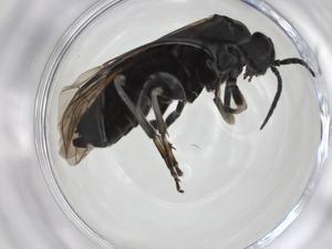  ( - CBG-A28531-H08)  @11 [ ] CreativeCommons - Attribution Share - Alike (2024) Centre for Biodiversity Genomics Centre for Biodiversity Genomics