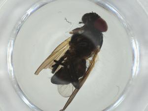  ( - CBG-A28532-B06)  @11 [ ] CreativeCommons - Attribution Share - Alike (2024) Centre for Biodiversity Genomics Centre for Biodiversity Genomics