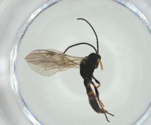  ( - CBG-A28532-D10)  @11 [ ] CreativeCommons - Attribution Share - Alike (2024) Centre for Biodiversity Genomics Centre for Biodiversity Genomics