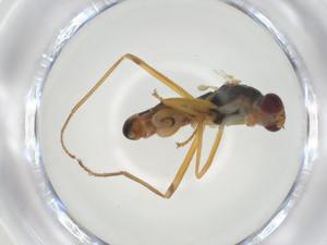  ( - CBG-A28533-E09)  @11 [ ] CreativeCommons - Attribution Share - Alike (2024) Centre for Biodiversity Genomics Centre for Biodiversity Genomics