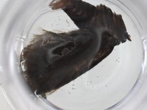  ( - CBG-A28534-D01)  @11 [ ] CreativeCommons - Attribution Share - Alike (2024) Centre for Biodiversity Genomics Centre for Biodiversity Genomics