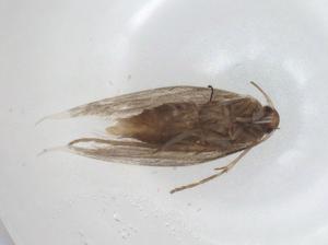  ( - CBG-A28534-F10)  @11 [ ] CreativeCommons - Attribution Share - Alike (2024) Centre for Biodiversity Genomics Centre for Biodiversity Genomics