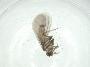  ( - CBG-A28535-D01)  @11 [ ] CreativeCommons - Attribution Share - Alike (2024) Centre for Biodiversity Genomics Centre for Biodiversity Genomics