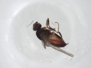  ( - CBG-A28536-F06)  @11 [ ] CreativeCommons - Attribution Share - Alike (2024) Centre for Biodiversity Genomics Centre for Biodiversity Genomics