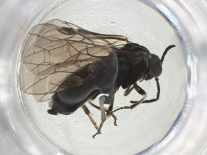  ( - CBG-A28538-H02)  @11 [ ] CreativeCommons - Attribution Share - Alike (2024) Centre for Biodiversity Genomics Centre for Biodiversity Genomics