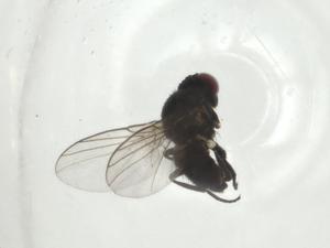  ( - CBG-A28538-H03)  @11 [ ] CreativeCommons - Attribution Share - Alike (2024) Centre for Biodiversity Genomics Centre for Biodiversity Genomics