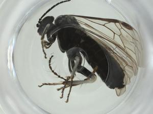  ( - CBG-A28539-A11)  @11 [ ] CreativeCommons - Attribution Share - Alike (2024) Centre for Biodiversity Genomics Centre for Biodiversity Genomics