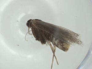  ( - CBG-A28539-E10)  @11 [ ] CreativeCommons - Attribution Share - Alike (2024) Centre for Biodiversity Genomics Centre for Biodiversity Genomics