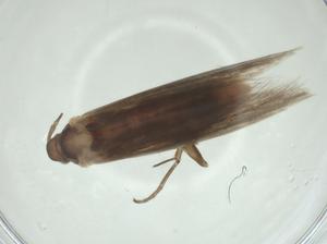  ( - CBG-A28539-E12)  @11 [ ] CreativeCommons - Attribution Share - Alike (2024) Centre for Biodiversity Genomics Centre for Biodiversity Genomics