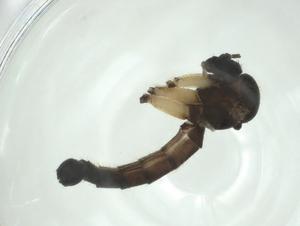  ( - CBG-A28539-H08)  @11 [ ] CreativeCommons - Attribution Share - Alike (2024) Centre for Biodiversity Genomics Centre for Biodiversity Genomics