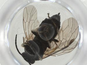  ( - CBG-A28540-B02)  @11 [ ] CreativeCommons - Attribution Share - Alike (2024) Centre for Biodiversity Genomics Centre for Biodiversity Genomics