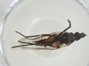  ( - CBG-A28540-C09)  @11 [ ] CreativeCommons - Attribution Share - Alike (2024) Centre for Biodiversity Genomics Centre for Biodiversity Genomics