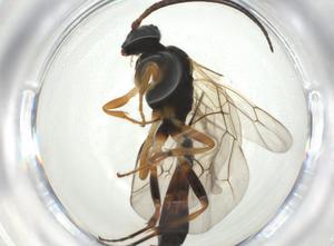  ( - CBG-A28540-D01)  @11 [ ] CreativeCommons - Attribution Share - Alike (2024) Centre for Biodiversity Genomics Centre for Biodiversity Genomics