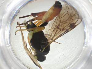  ( - CBG-A28540-D12)  @11 [ ] CreativeCommons - Attribution Share - Alike (2024) Centre for Biodiversity Genomics Centre for Biodiversity Genomics