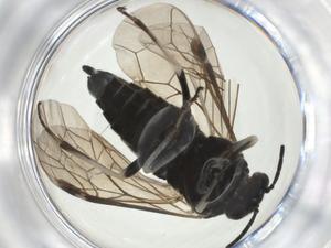  ( - CBG-A28540-H08)  @11 [ ] CreativeCommons - Attribution Share - Alike (2024) Centre for Biodiversity Genomics Centre for Biodiversity Genomics