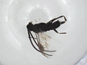  ( - CBG-A28541-D09)  @11 [ ] CreativeCommons - Attribution Share - Alike (2024) Centre for Biodiversity Genomics Centre for Biodiversity Genomics