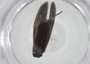  ( - CBG-A28541-F02)  @11 [ ] CreativeCommons - Attribution Share - Alike (2024) Centre for Biodiversity Genomics Centre for Biodiversity Genomics