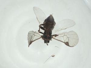  ( - CBG-A28542-B04)  @11 [ ] CreativeCommons - Attribution Share - Alike (2024) Centre for Biodiversity Genomics Centre for Biodiversity Genomics