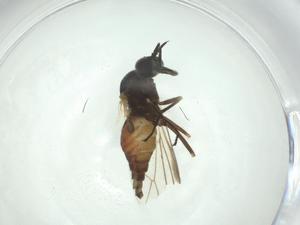  ( - CBG-A28542-D01)  @11 [ ] CreativeCommons - Attribution Share - Alike (2024) Centre for Biodiversity Genomics Centre for Biodiversity Genomics