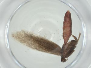  ( - CBG-A28542-D08)  @11 [ ] CreativeCommons - Attribution Share - Alike (2024) Centre for Biodiversity Genomics Centre for Biodiversity Genomics